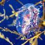 花帽果冻水母【绚丽多彩的海底生物】 动物世界