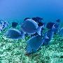 蓝色刺猬鱼【绚丽多彩的海底生物】 动物世界