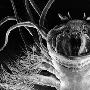 冰虫【生活在地球上的各种极端生物】 动物世界