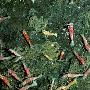 罗希虾【生活在地球上的各种极端生物】 动物世界