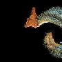 庞贝蠕虫【生活在地球上的各种极端生物】 动物世界