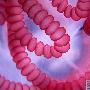 被蛰的细胞【华丽缤纷的微生物】 动物世界