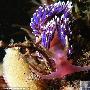 海蛞蝓【英国大堡礁的海底生物世界】 动物世界
