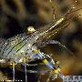 长腿小虾【英国大堡礁的海底生物世界】 动物世界