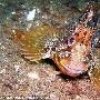 粘鱼【英国大堡礁的海底生物世界】 动物世界