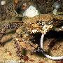 梭子蟹【英国大堡礁的海底生物世界】 动物世界