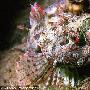 海蝎子【英国大堡礁的海底生物世界】 动物世界
