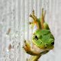 爬在玻璃上的微笑树蛙【精美动植物照片】 动物世界