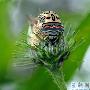 产卵的甲虫【精美动植物照片】 动物世界