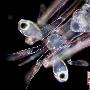 螳螂虾【生物成像大赛获奖作品】 动物世界
