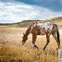 马【十大携带流感病毒动物】 动物世界