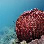 桶状海绵【神奇的海洋生物】 动物世界