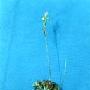 食虫植物 动物世界