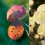 世界十大奇异植物—银扇草 动物世界