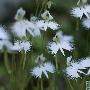 世界十大奇异植物—白鹭花 动物世界