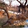 白袍将军与歪脖槐 动物世界