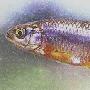 菲尔角银光鱼 动物世界