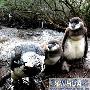 南非博德斯海滩的非洲企鹅 动物世界