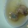 鸡仔胎（图）－风味小吃