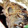 多款糖尿病菜谱(图)－特色菜谱