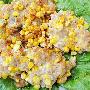玉米黄金饼[图]－特色菜谱