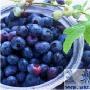 第五名：蓝莓是种特别的水果，多吃蓝莓可减少尿 饮食_保健养生