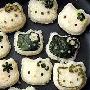 吃什么食物减肥最快 减肥_美丽顾问
