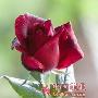光鲜亮泽 鲜花为你护出花样弹性美肌(组图) 美容_美丽顾问