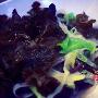 常吃3种排毒蔬菜 瞬间年轻10岁 营养_美丽顾问
