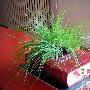 绿色环保创意 旧书的种植设计 家品_居家装饰
