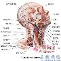 最易患癌部位9：淋巴淋巴和造血系统的癌症主要包括淋 生活_美丽顾问