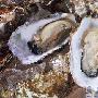 3、生牡蛎：其中含有诺罗病毒、空肠弯曲菌和创伤弧菌 生活_美丽顾问