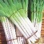 7、大葱：美国食品和药品管理局调查发现，不干净的大 生活_美丽顾问
