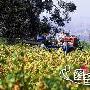 2、圣伊内斯山谷 影片：《杯酒人生》 热点：加利福尼 婚嫁_美丽顾问