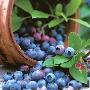 3．蓝莓：花色苷可促进大脑对葡萄糖的利用。         营养_美丽顾问