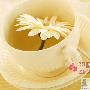 菊花茶五、菊花茶菊花常被人们沏茶来喝。从中医药性理 营养_美丽顾问
