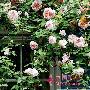 三、玫瑰庭院的造型玫瑰因为其丰富的形态和特性，它在 装饰_居家装饰