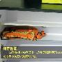储存性能：这款鞋柜长约80厘米，折合每层搁板可以放4 测评_居家装饰
