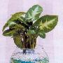 为植物穿上美丽的裙子同样是绿色植物，如今各种各样的 家品_居家装饰