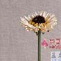 摆放一段时期后可用鸡毛掸子轻轻拂去干花上的灰尘，或 家品_居家装饰