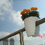 Greenbo公司设计的这款花盆可以是能骑在护栏上的。生 家品_居家装饰