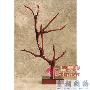 这是一棵“枯树”，想不想让它死而复生呢？那还犹豫什 家品_居家装饰
