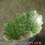 让果盘也充满生命的气息惹眼果盘 花开桌面(5) 家品_居家装饰