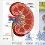 治疗肾结石药物