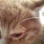 猫宝宝眼睛怎么了？是瞎了吗？谢谢你们！