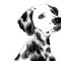 Photoshop鼠绘实例：可爱的斑点狗