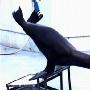 海洋中游得最快的动物：海狮 动物世界