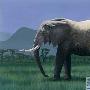 陆地上最大的动物——非洲大象 动物世界