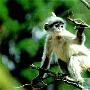 灰叶猴 动物世界
