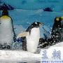 南极企鹅追祖溯源 动物世界